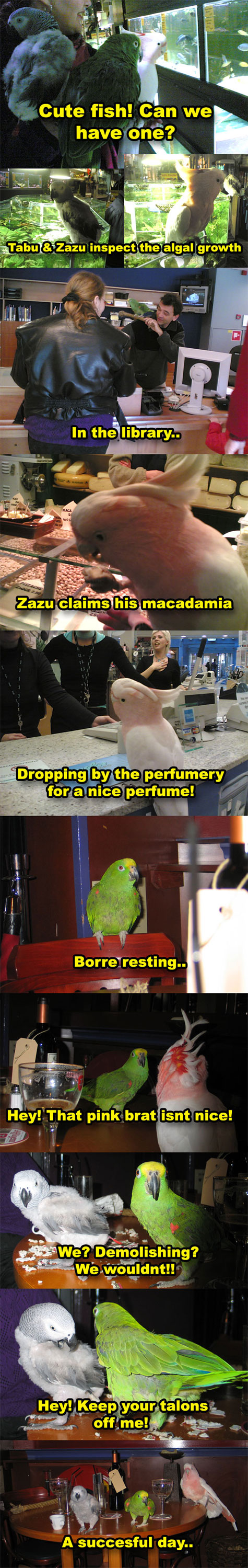 Parrots shopping in Alkmaar, the Netherlands (Holland)