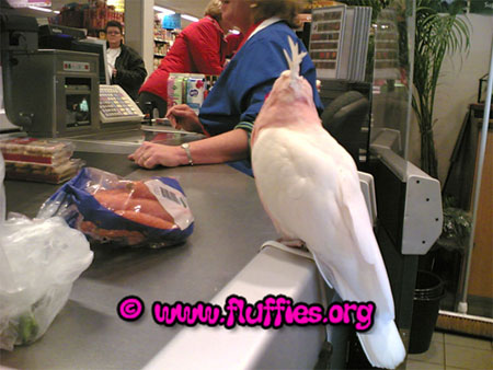 Cockatoo Zazu pays for the groceries, or perhaps not?