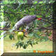 CAG in the apple tree..