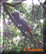 Congo African Grey sitting in the peach tree..