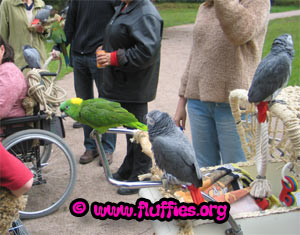 The parrot buggy!