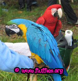 Are you a green wing macaw?