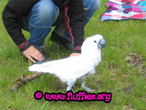 An umbrella cockatoo!