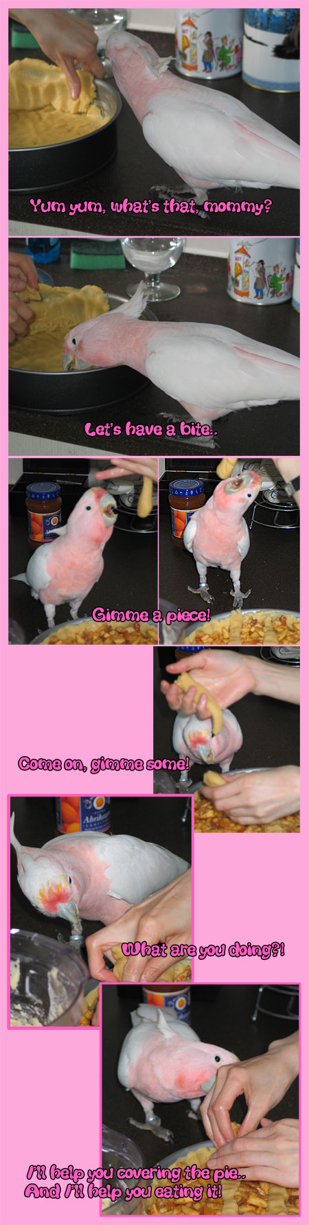 Cockatoo baking an apple pie!