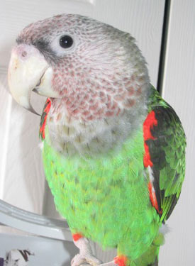 I am a Cape parrot or poicephalus robustus!
