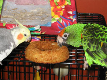 Sharing a snack..  (Charlie & cockatiel friend)