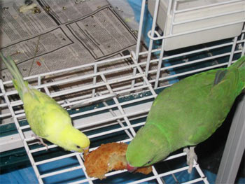 We can share! (Pistachio & budgie friend)