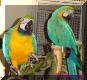 It's us, Cherry & Donny, the macaw gang.. :-)