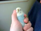 Budgies like me don't mind to be held!