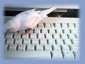 I am an internet addicted budgie.. :-)