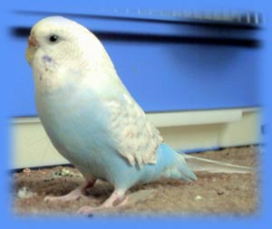 I am a budgie or budgerigar (melopsittacus undulatus)