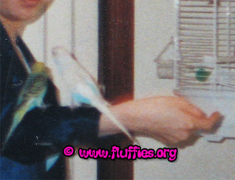 Yet another one of the budgies in front of Lolo's cage