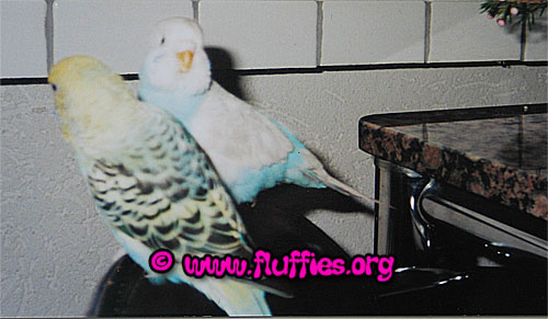 Another photo of the budgies: Lolo & Dumpy!