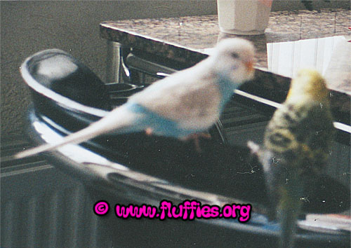 Budgies: Lolo & Dumpy