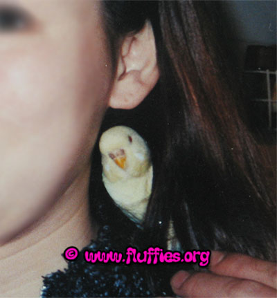 Fluffy, my darling budgie