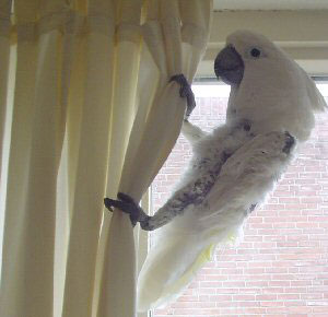 Roxy, the umbrella cockatoo opening the curtains.. :-)