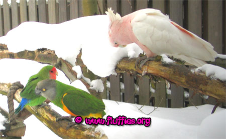 I cannot clean all parrot gyms from snow!