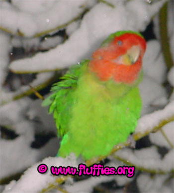 'I'm shaking that snow out of my feathers'