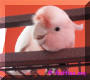 Zazu peeking from the top of his cage what is happening..