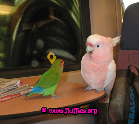 Hey! Just listen to me!