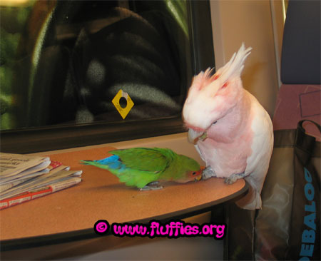 Hey! Don't do that Flit!