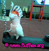I liked the chain much more, I love climbing up!