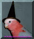 Playing Neri Potter, the magic galah. Watch out, else I put a spell on you!
