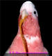 Neri the lace loving galah!!