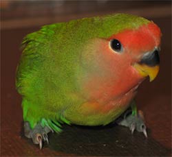 Flit the peach faced lovebird! (agapornis roseicollis)