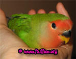 Tired lovebird!
