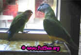 lovebird meets Senegal parrot!