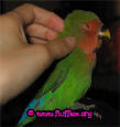 Lovebird scritchies!