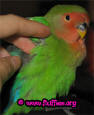 Lovebird wing scritchies!