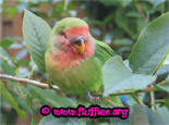 Sleepy lovebird!