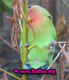 Demolition lovebird!