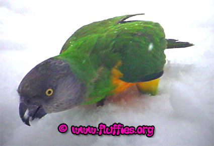 iago-flit-sneeuw-00.jpg