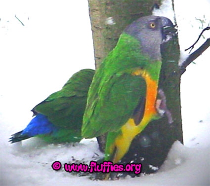 'Stupid Flit, is this your way to thank me for being there for you during your first snowy experience? By laughing at me? I'm outta here!'