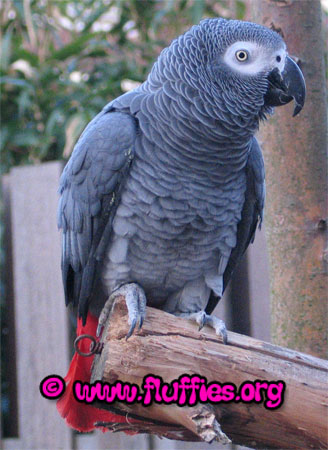Jako, the Congo African grey parrot for the first time on the outdoor parrot gym!