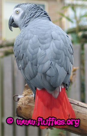 Isn't this African grey gorgeous?