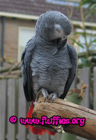More preening