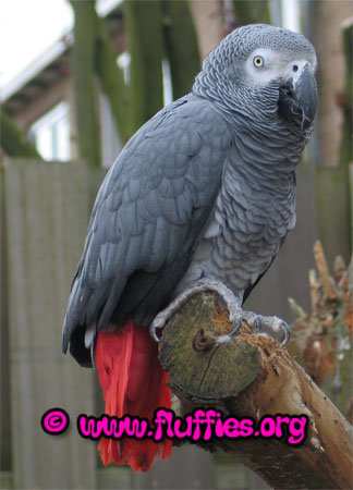 What a beautiful Congo African gray parrot!