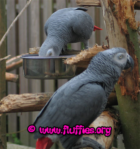 Congo African greys love food!