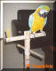 This is Lorre, the blue and gold macaw!
