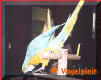 He doesn't understand that he has to stay on his perch!