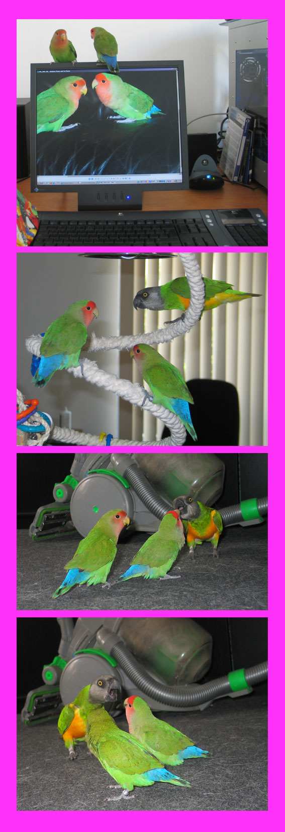 About lovebirds & Senegal parrots