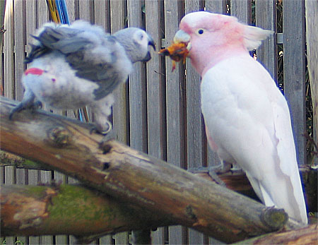 I don't want to share my own treat! Go away, you grey parrot!
