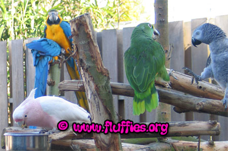 Tabu also seemed to be a  parrot kung-fu champion!!