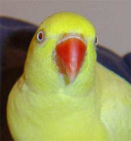 I'm Lielow, an indian ringneck parakeet!