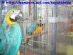 This macaw wasn't as fortunate as I am. Please see his page, his link is listed on the link page..