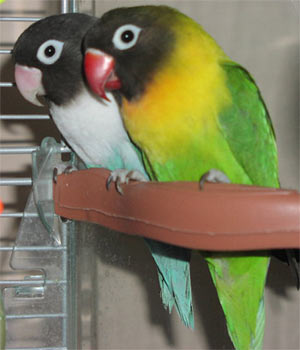 Love Bird on Pictures Of Aqua   Sunny  Masked Lovebirds Or Agapornis Personatus